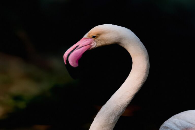 Flamencos rosados