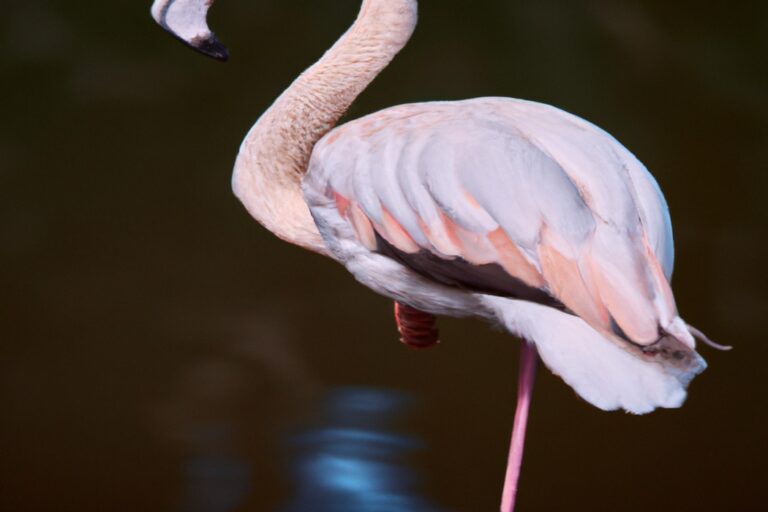 Flamencos rosados.