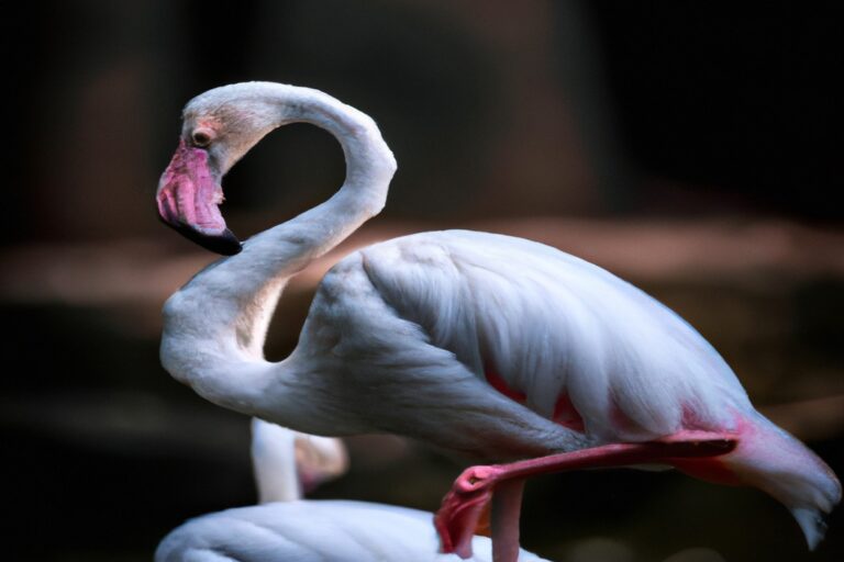 Flamencos rosados en agua salada.