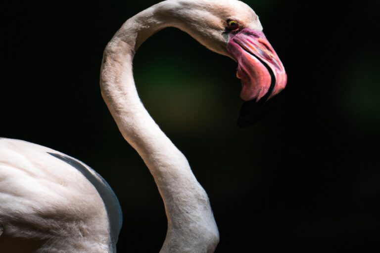 Flamencos rosados en laguna.