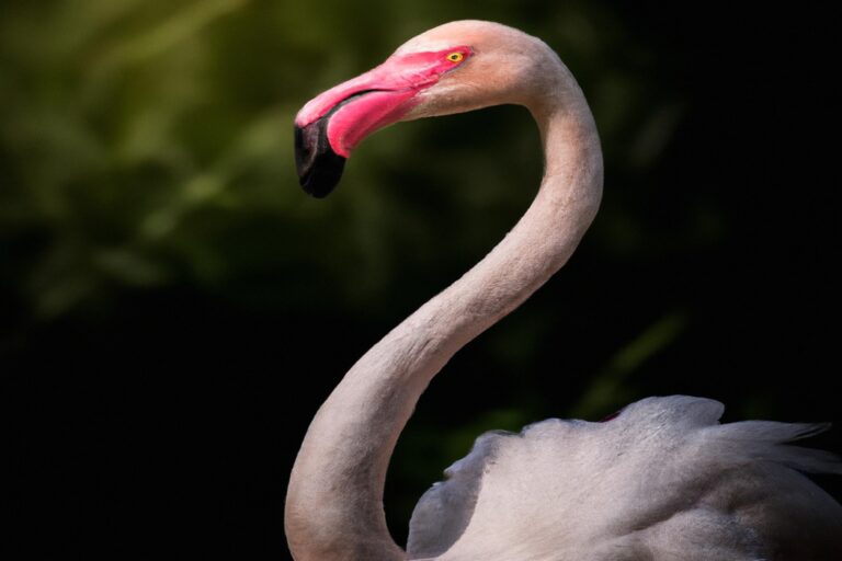 Flamencos rosados majestuosos.