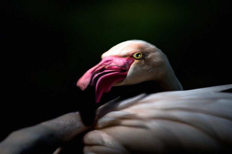 Flamencos rosados nadando.