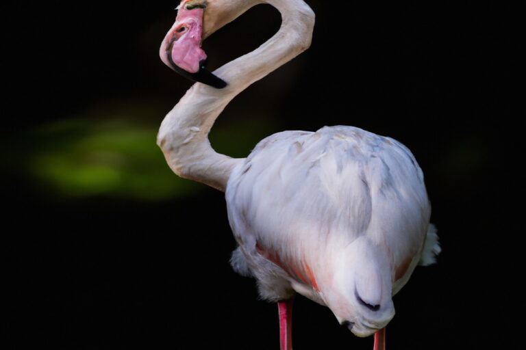 Flamencos rosados saltando.