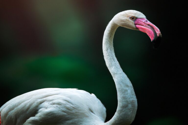 Flamencos rosados tranquilos.