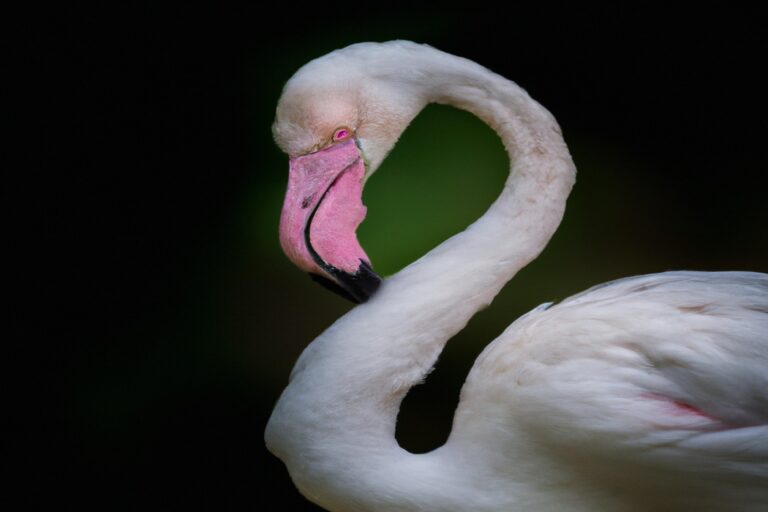 Flamencos rosados volando.