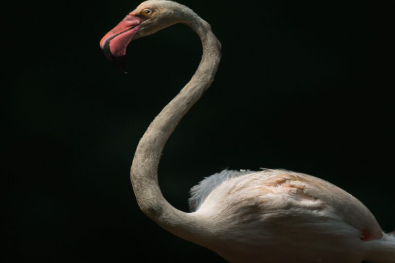 Flamencos rosados volando.