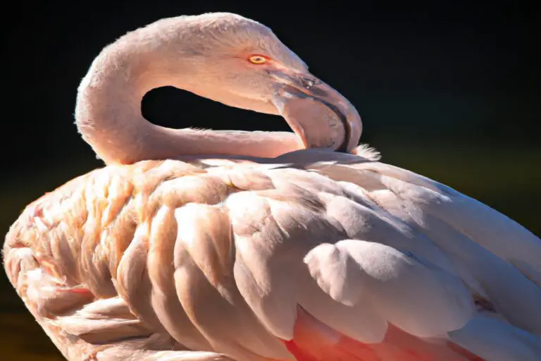 Flamencos urbanos