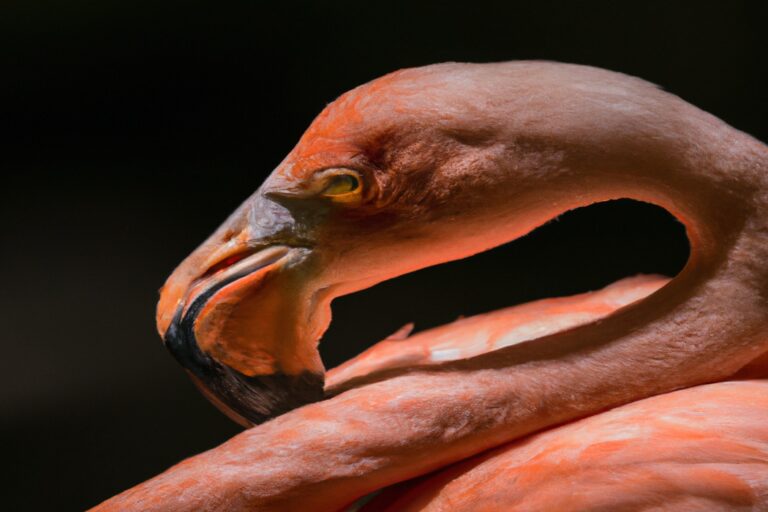 Flamencos volando.