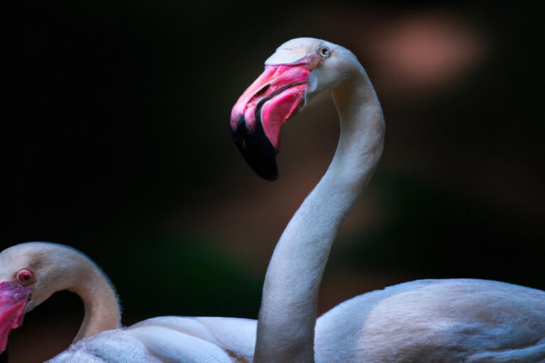 Flamencos volando.