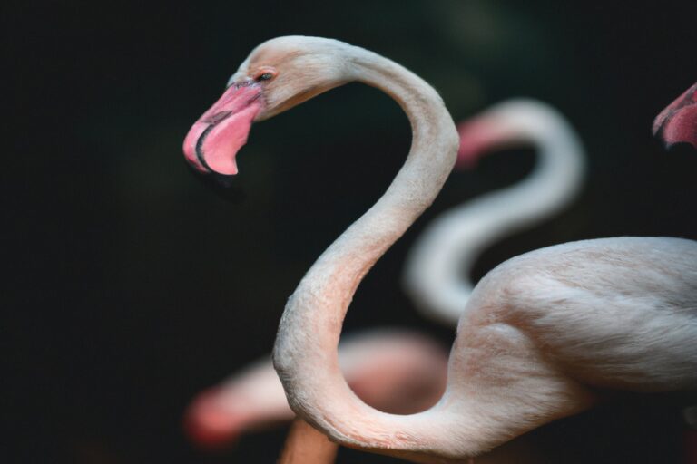 Flamencos volando.