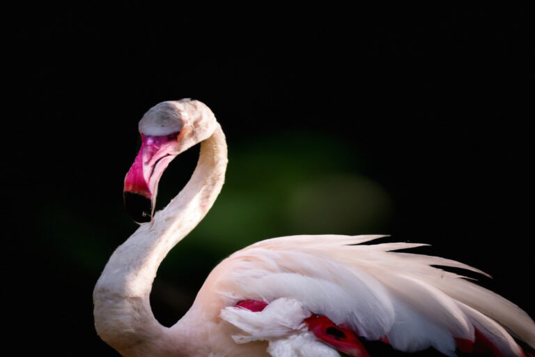 Flamencos volando.