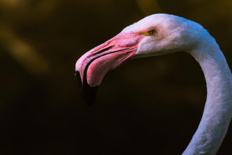 Flamencos volando.