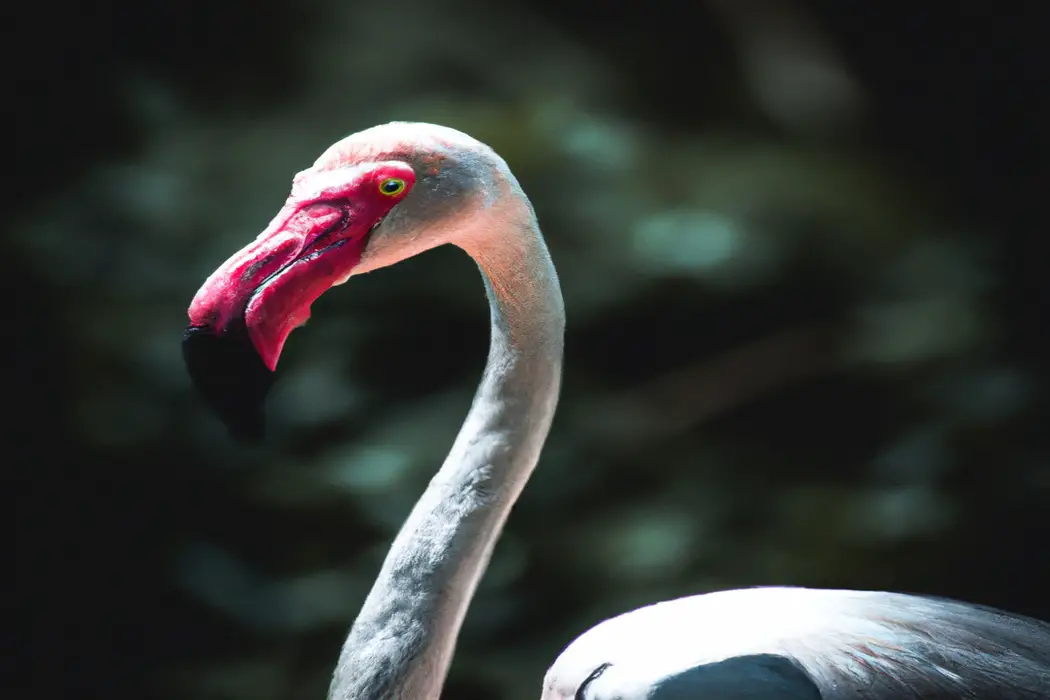 Flamingo alimentándose.