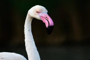Flamingo elegante en cortejo.
