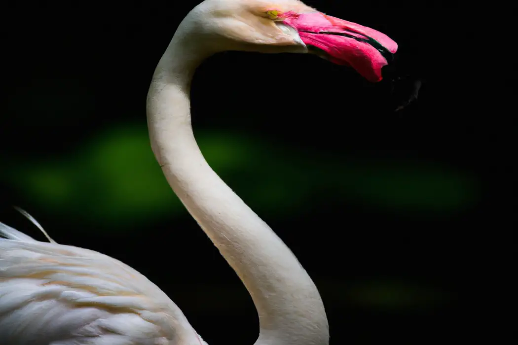 Flamingo enfermo.