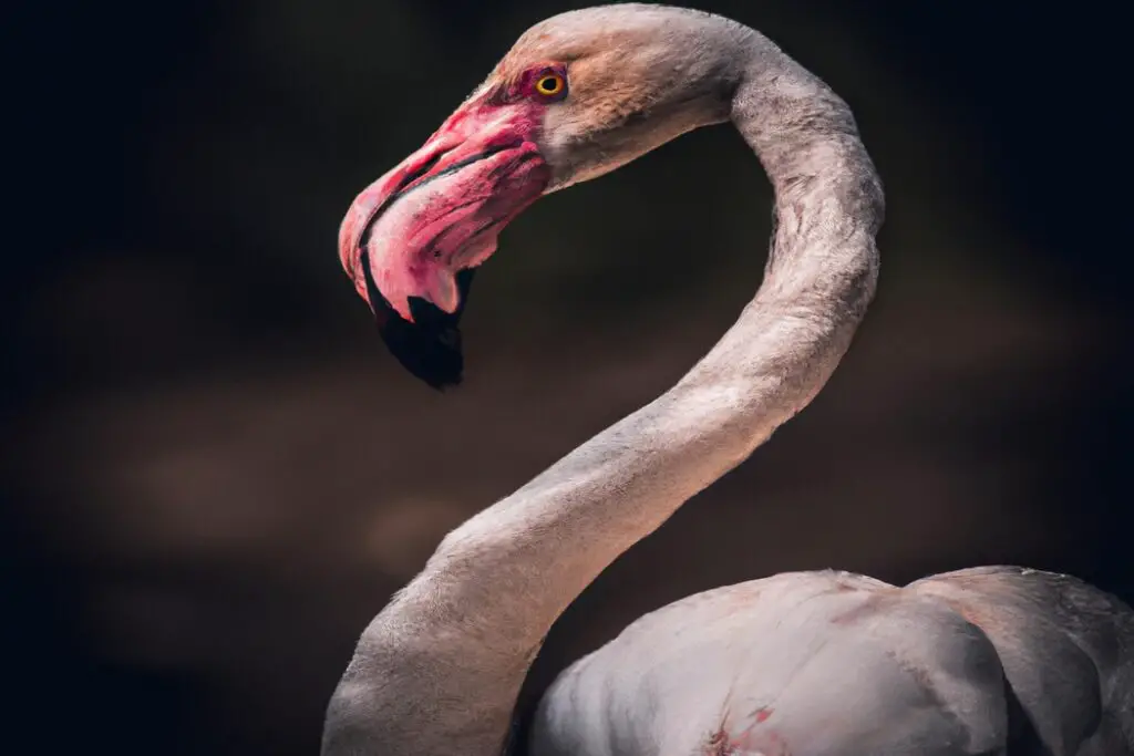 Cómo Influye La Disponibilidad De Alimento En La Salud De Los Flamencos ...