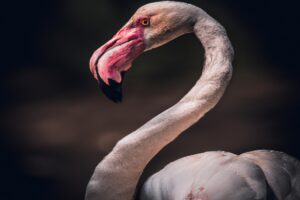 Flamingo saludable.