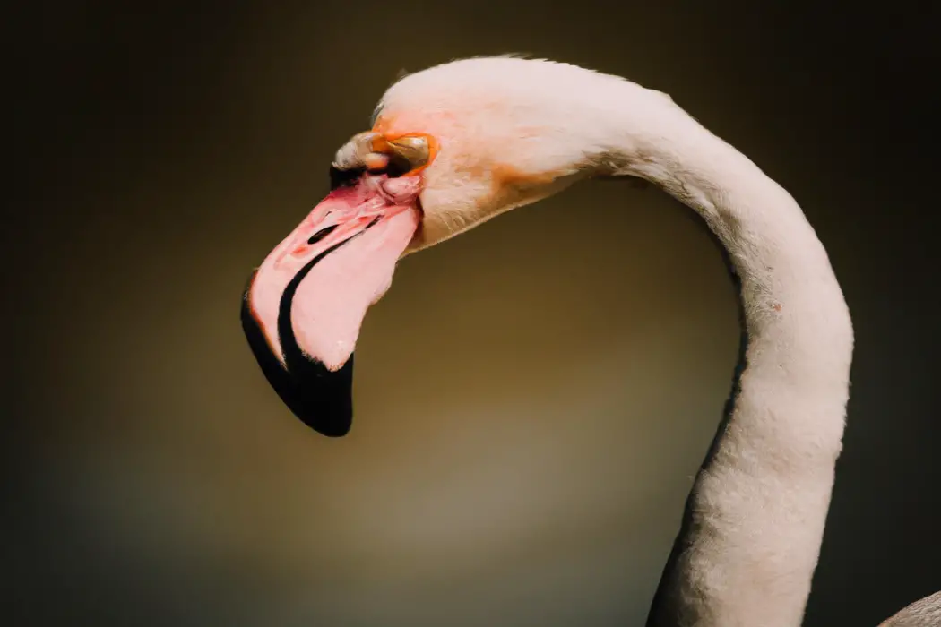 Flamingos Reproducción - Alimentación
