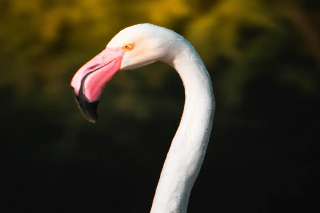 Flamingos in flight.