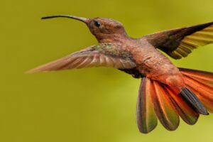 Flores colibríes vibrantes