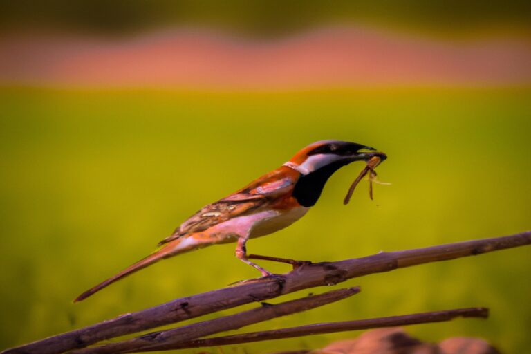 Gallito ciego en suelo.