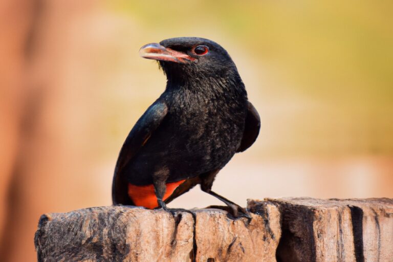 Gaviota en vuelo.