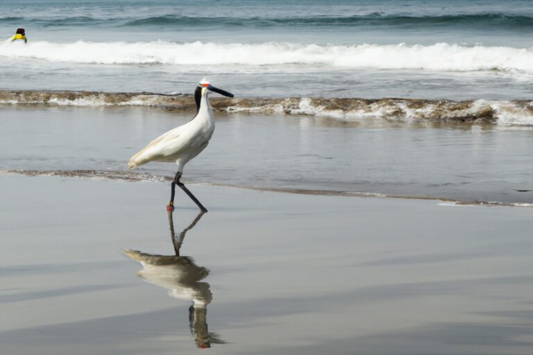 Gaviotas en vuelo.