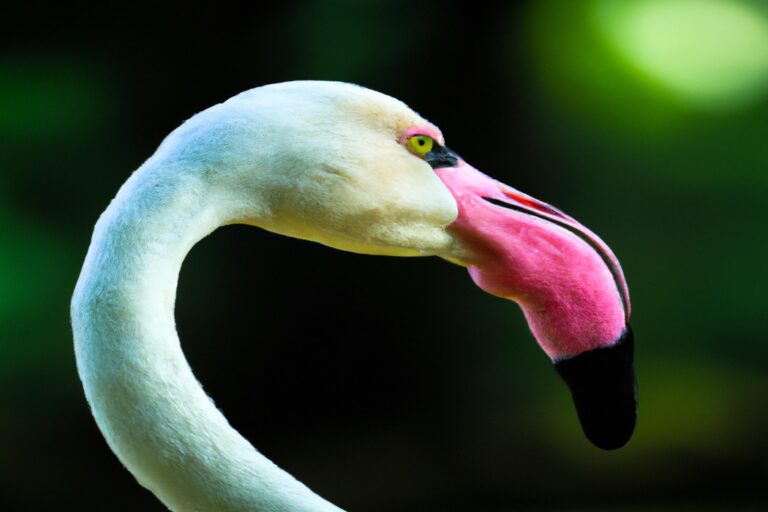 Grupo de flamencos.