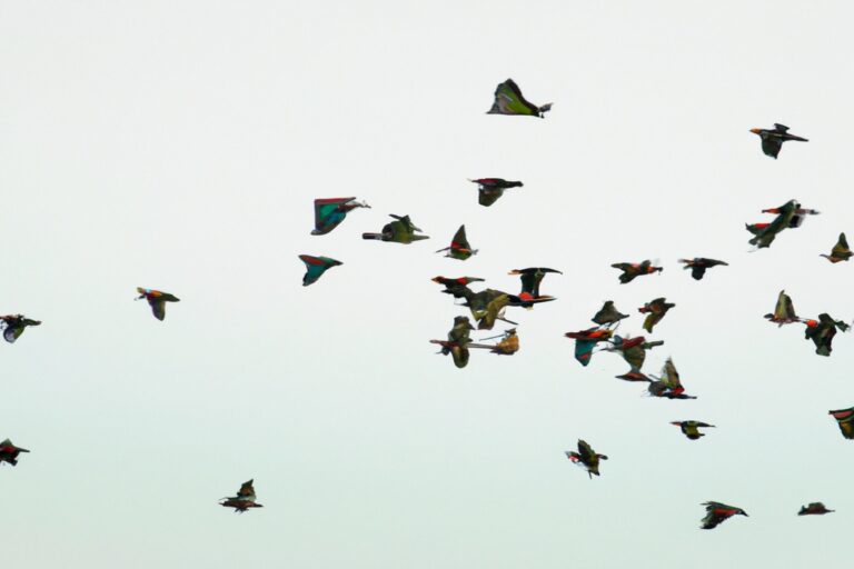 Grupo vuelo pájaros.