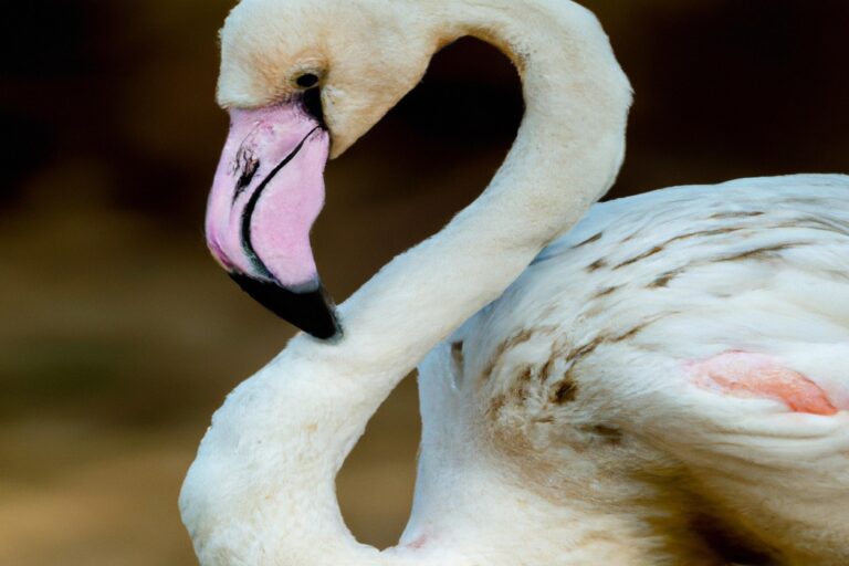 Hermosos flamencos.