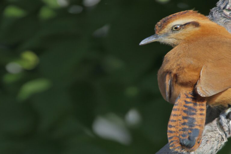 Loro Azul exótico