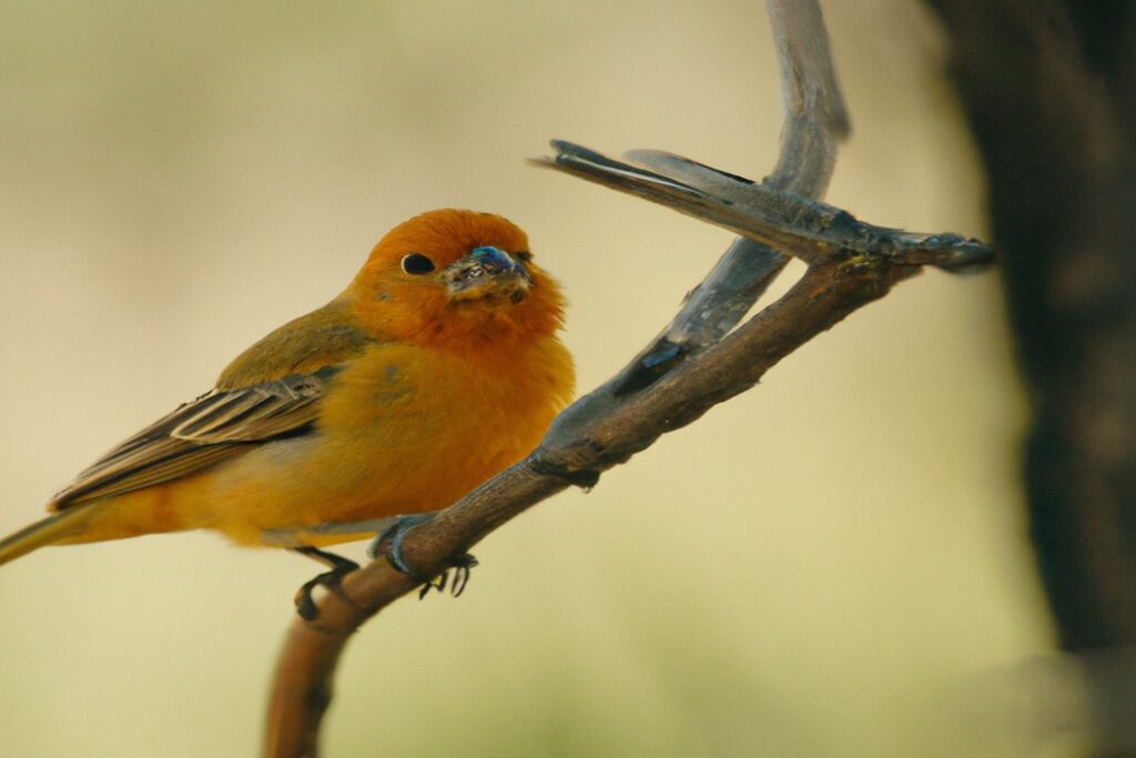 20 Aves Coloridas De América ¡Impresionantes! - Aves Mundo