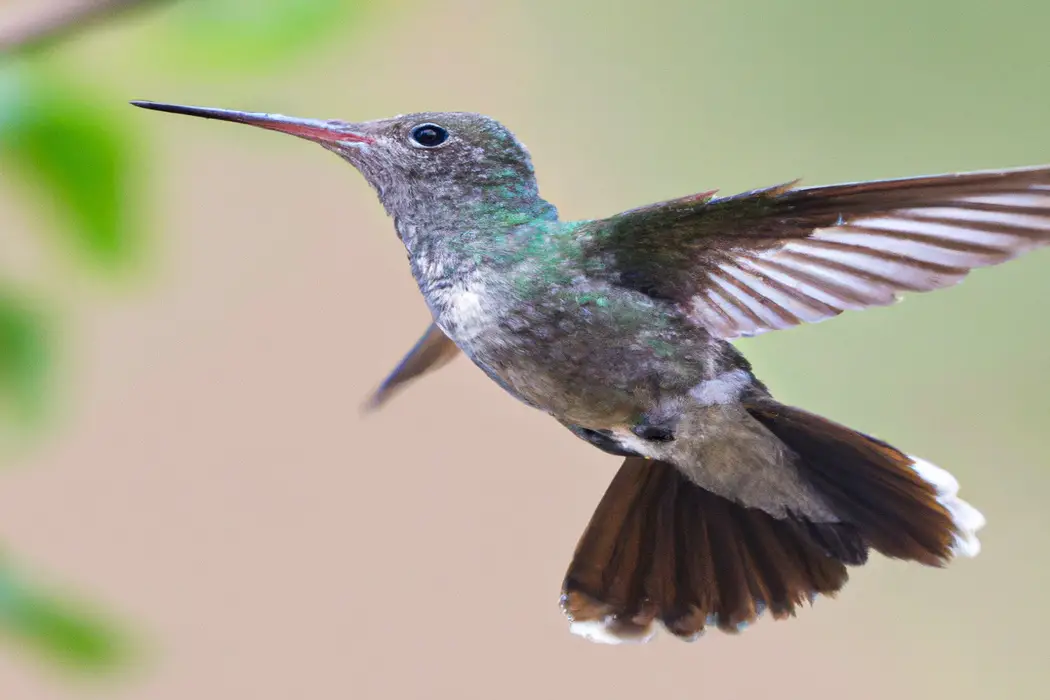 Macho colibrí alimentándose