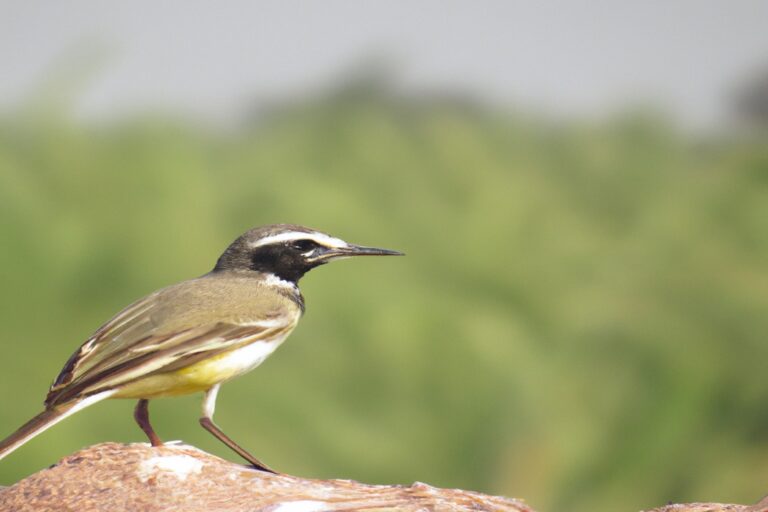 Pájaro alado volando.