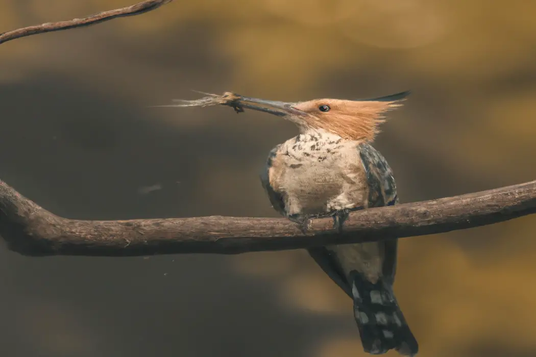 Pájaro en suelo.