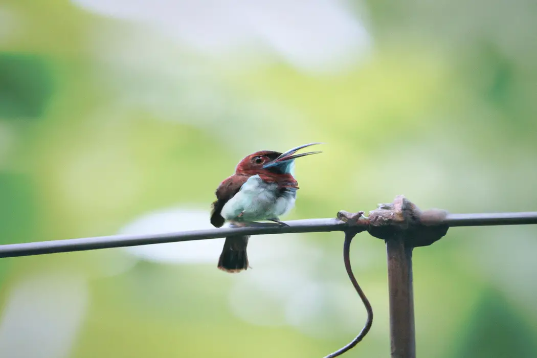 Pájaro exótico volando.