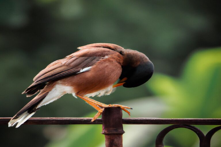 Pájaro volando