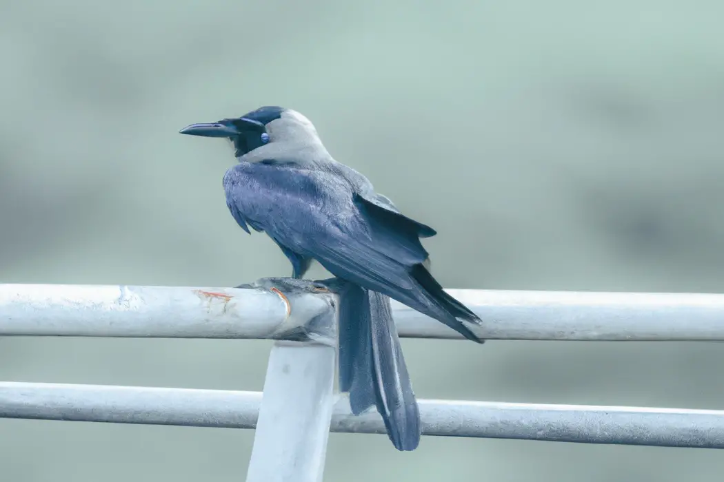 Pájaros asiáticos