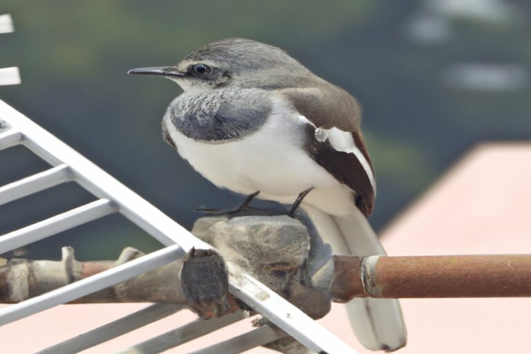 Pájaros camaleónicos.