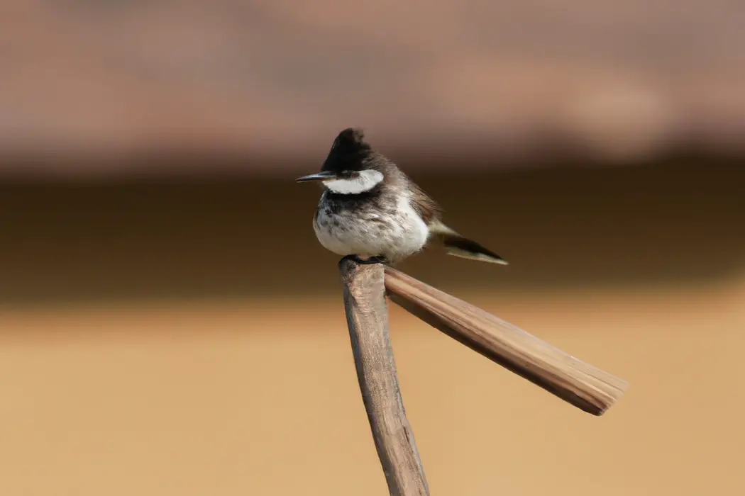 Pájaros cambiantes.