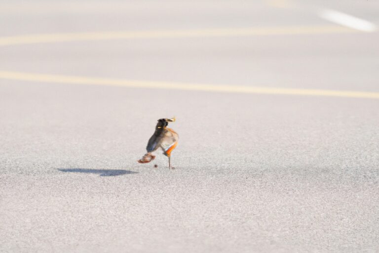 Pájaros corredores.