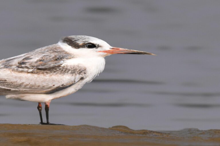 Pájaros migratorios