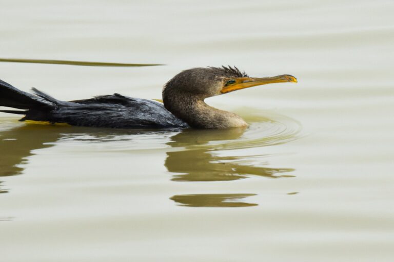 Pájaros volando.