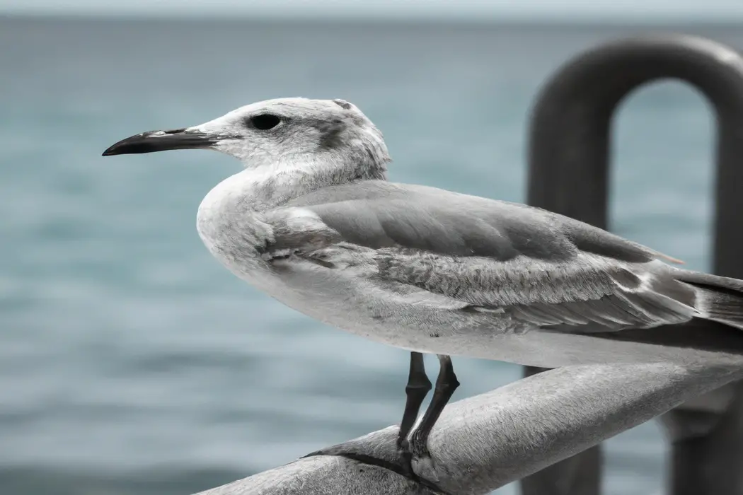 Pájaros volando.