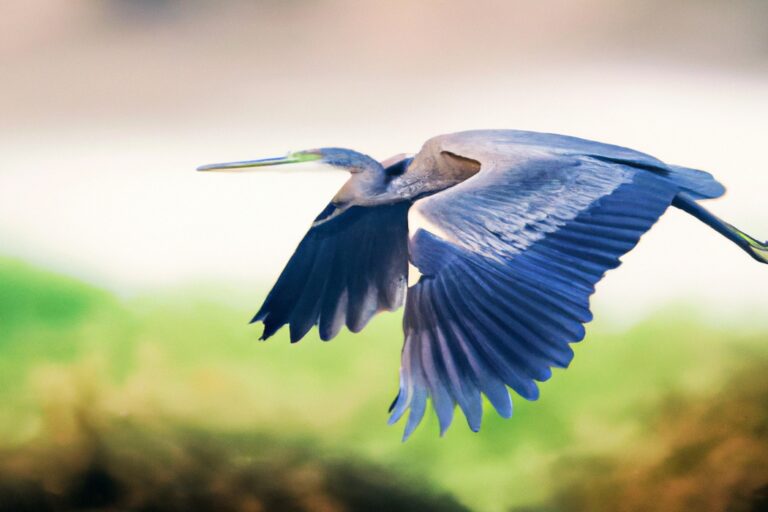 Pájaros volando.