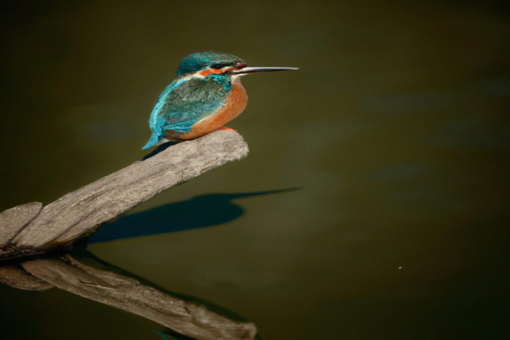 14 Aves de río de Europa - Aves Mundo