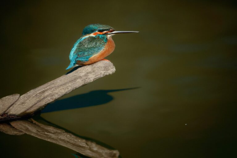 Pájaros volando