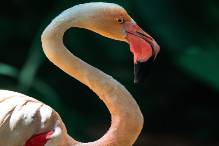 Pareja de flamencos.