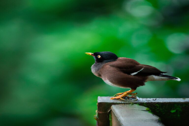 Parque de aves.