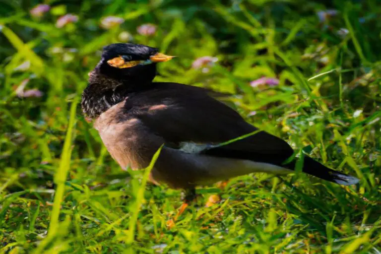 Pato nadando